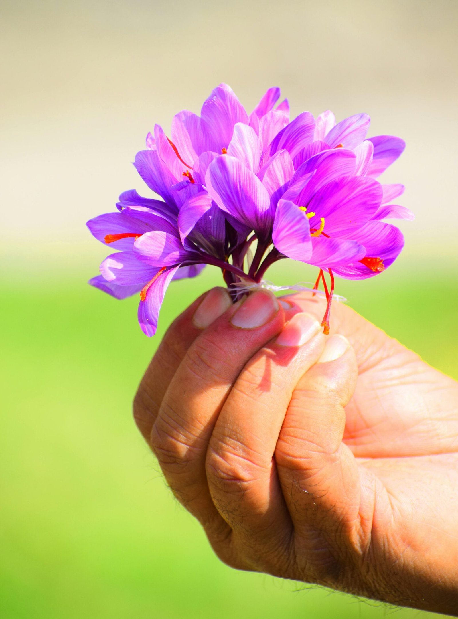 Hands holding freshly bloomed saffron flowers with visible red saffron threads.