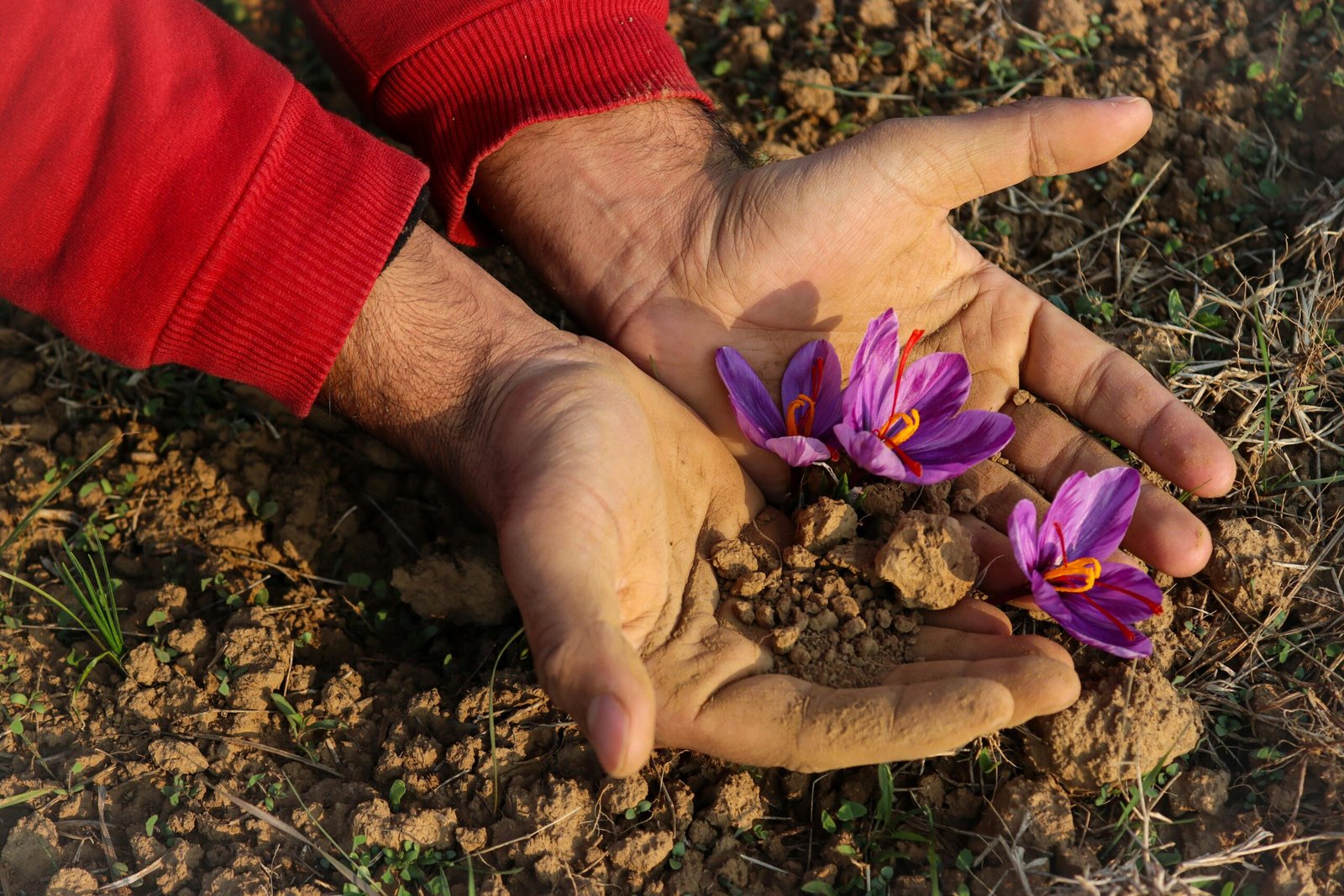 Close-up of saffron threads in hands, showing original saffron from the land.