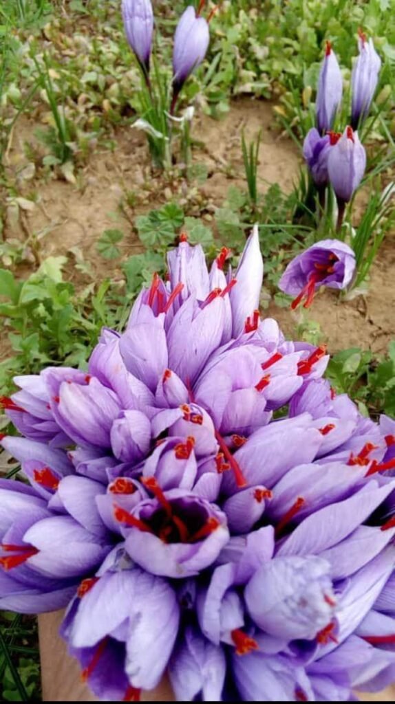 A scenic saffron field in peak bloom, with rows of purple crocus flowers stretching across the landscape. This photo captures the beauty of saffron farming during harvest season in one of the few regions where the spice grows naturally.