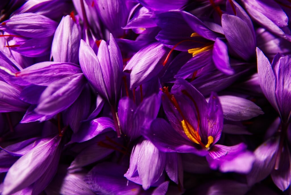 Blooming saffron flowers in a field, showing vibrant purple petals and golden red saffron threads.