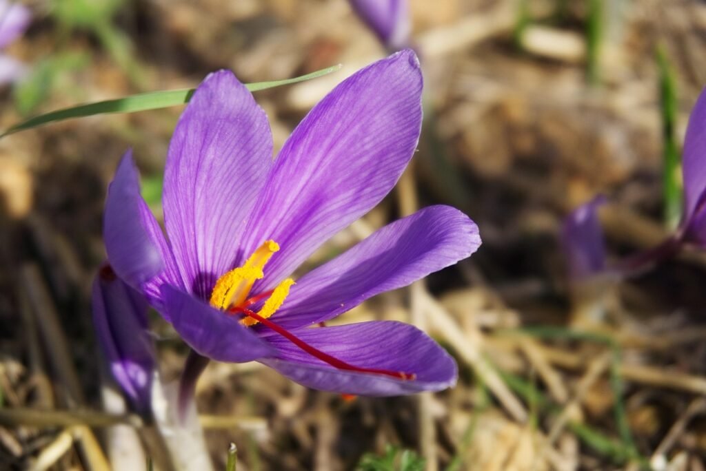 natural saffron antidepressant herbal remedy
