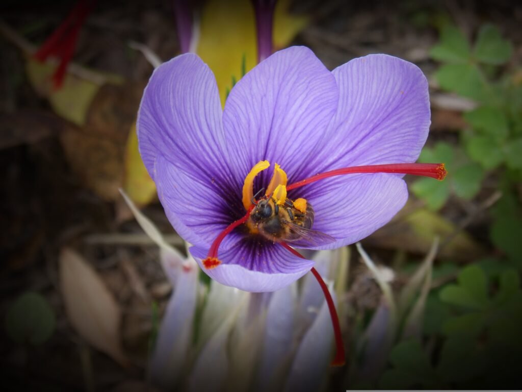 saffron mood support supplement with adaptogens
