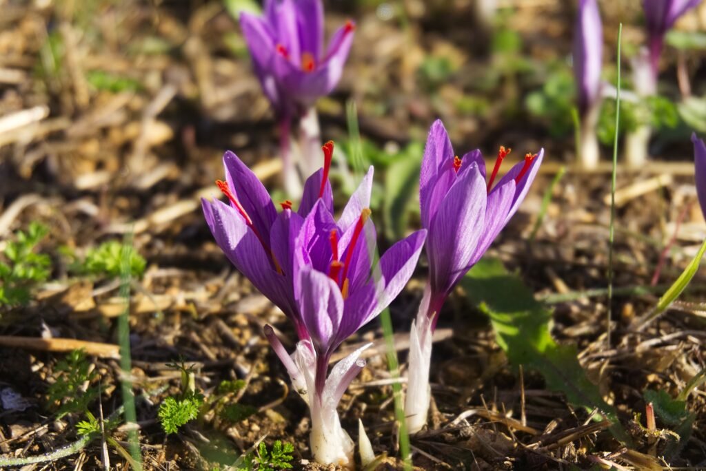 saffron supplement capsules natural antidepressant