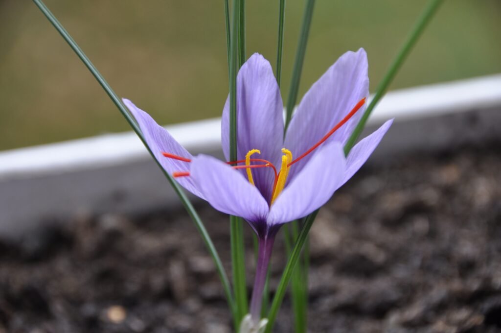 saffron mood support supplement with adaptogens