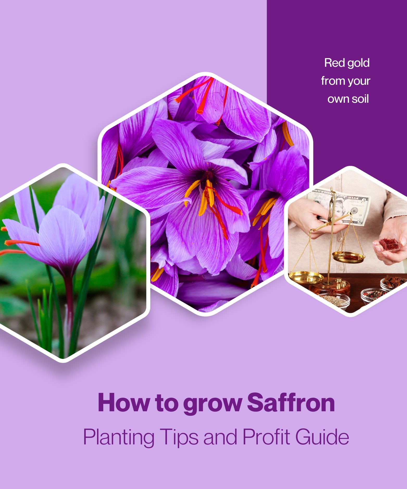 planting saffron